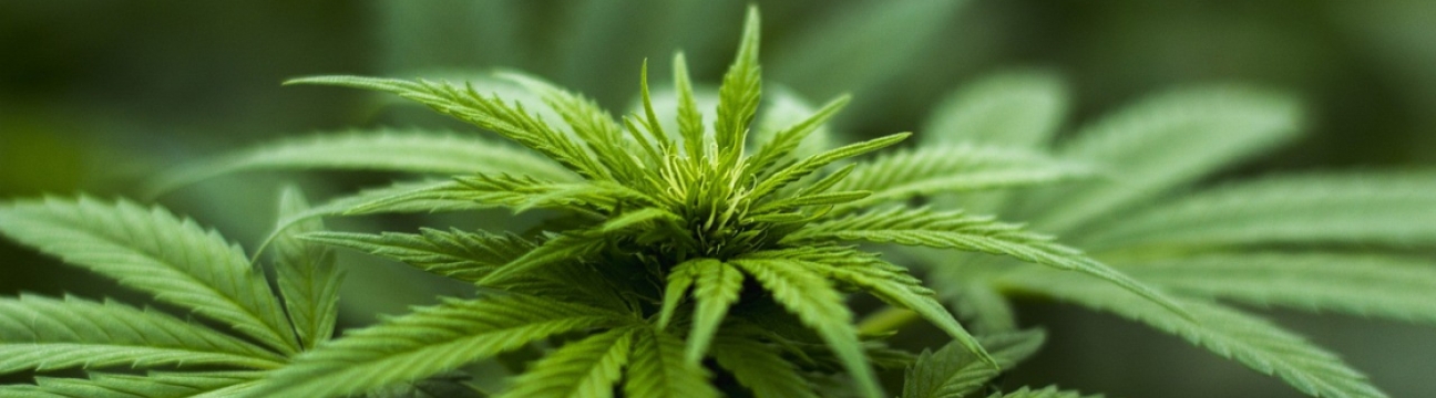 Wccannabis Wccannabis